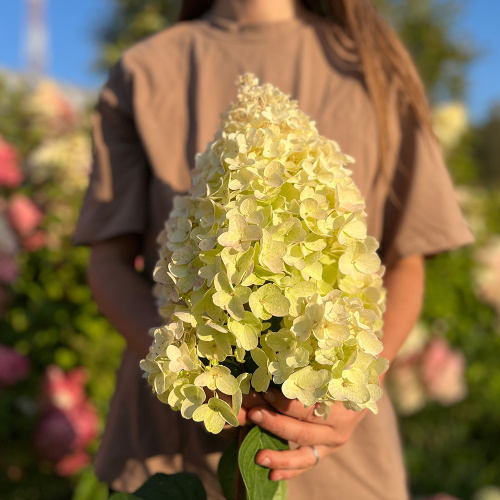 Гортензия Мэджикал Мунлайт